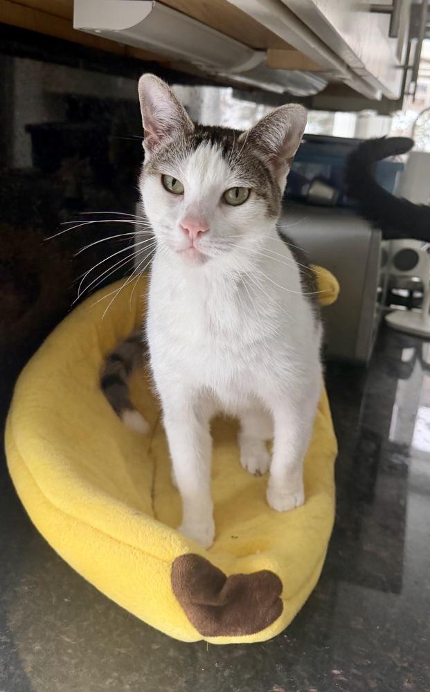 Enlarge Ester, a Adoptable Domestic Short Hair in Chicago, IL image 1/4