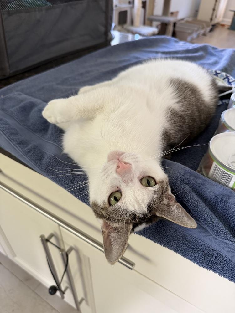 Esther, Adoptable, Adult Female Domestic Short Hair.