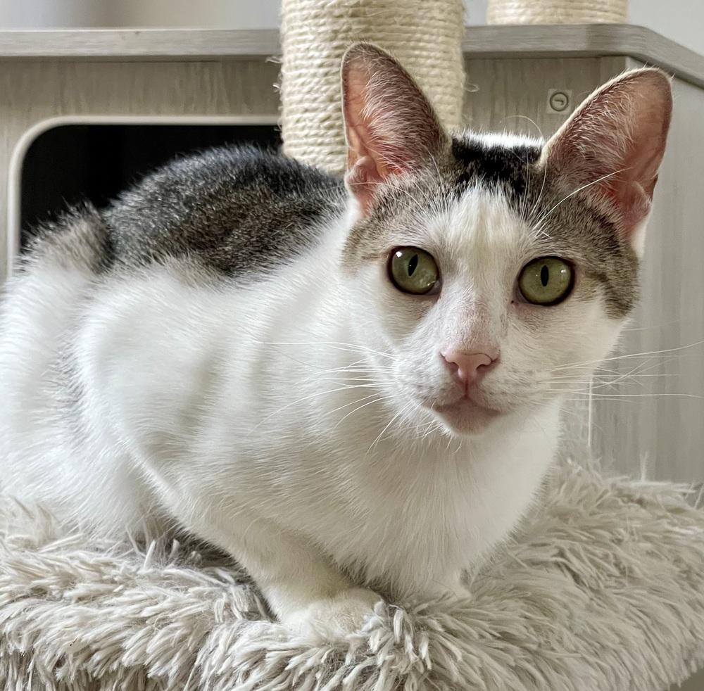 Enlarge Ester, a Adoptable Domestic Short Hair in Chicago, IL image 2/4