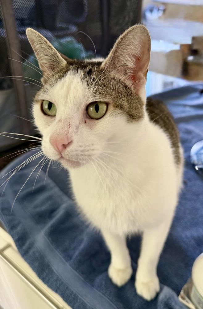 Enlarge Esther, a Adoptable Domestic Short Hair in Chicago, IL image 2/4