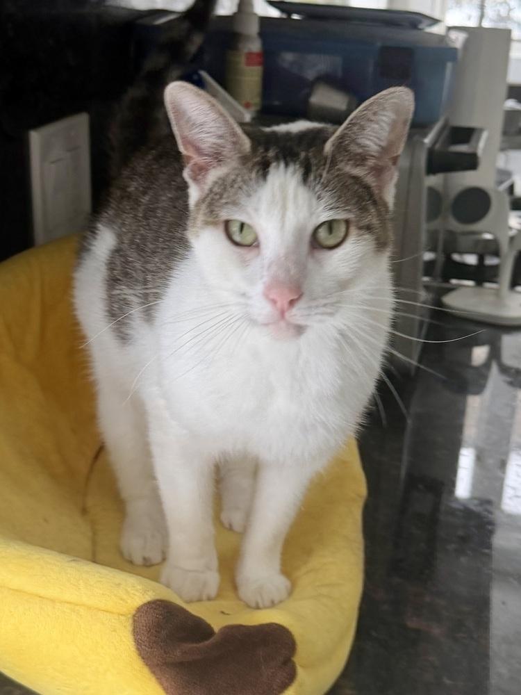 Ester, Adoptable, Adult Female Domestic Short Hair.