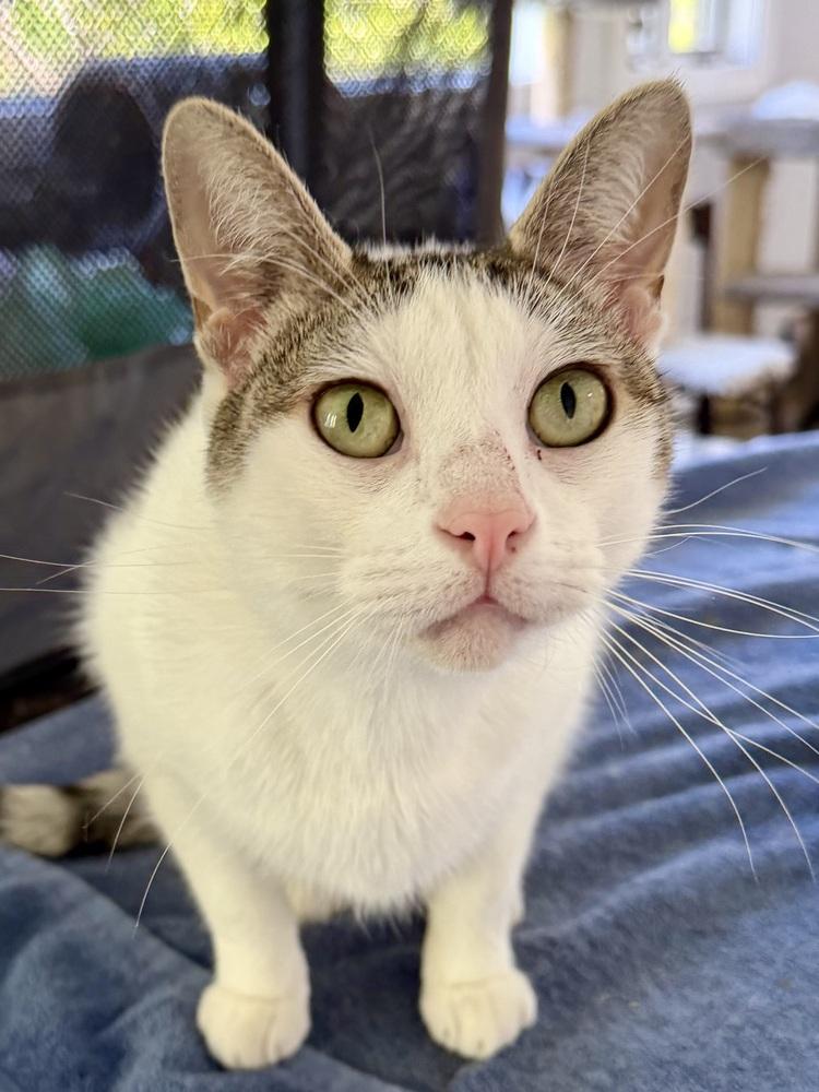 Enlarge Esther, a Adoptable Domestic Short Hair in Chicago, IL image 3/4