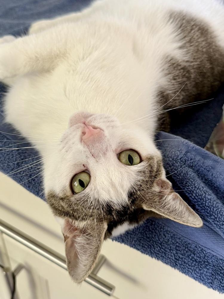Enlarge Esther, a Adoptable Domestic Short Hair in Chicago, IL image 4/4