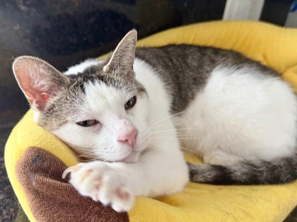 Enlarge Ester, a Adoptable Domestic Short Hair in Chicago, IL image 4/4