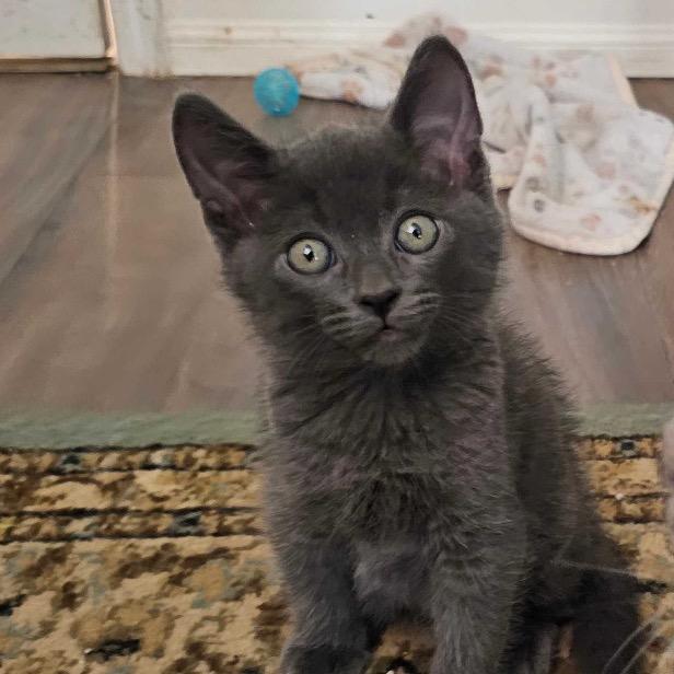 Lochte, Adoptable, Kitten Male American Shorthair & Russian Blue.