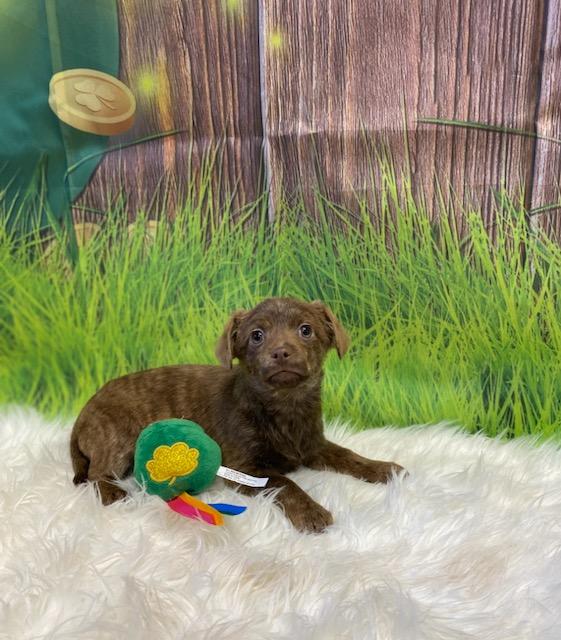 Enlarge Cupid, an adoptable mixed breed in Burgaw, NC image 1/2