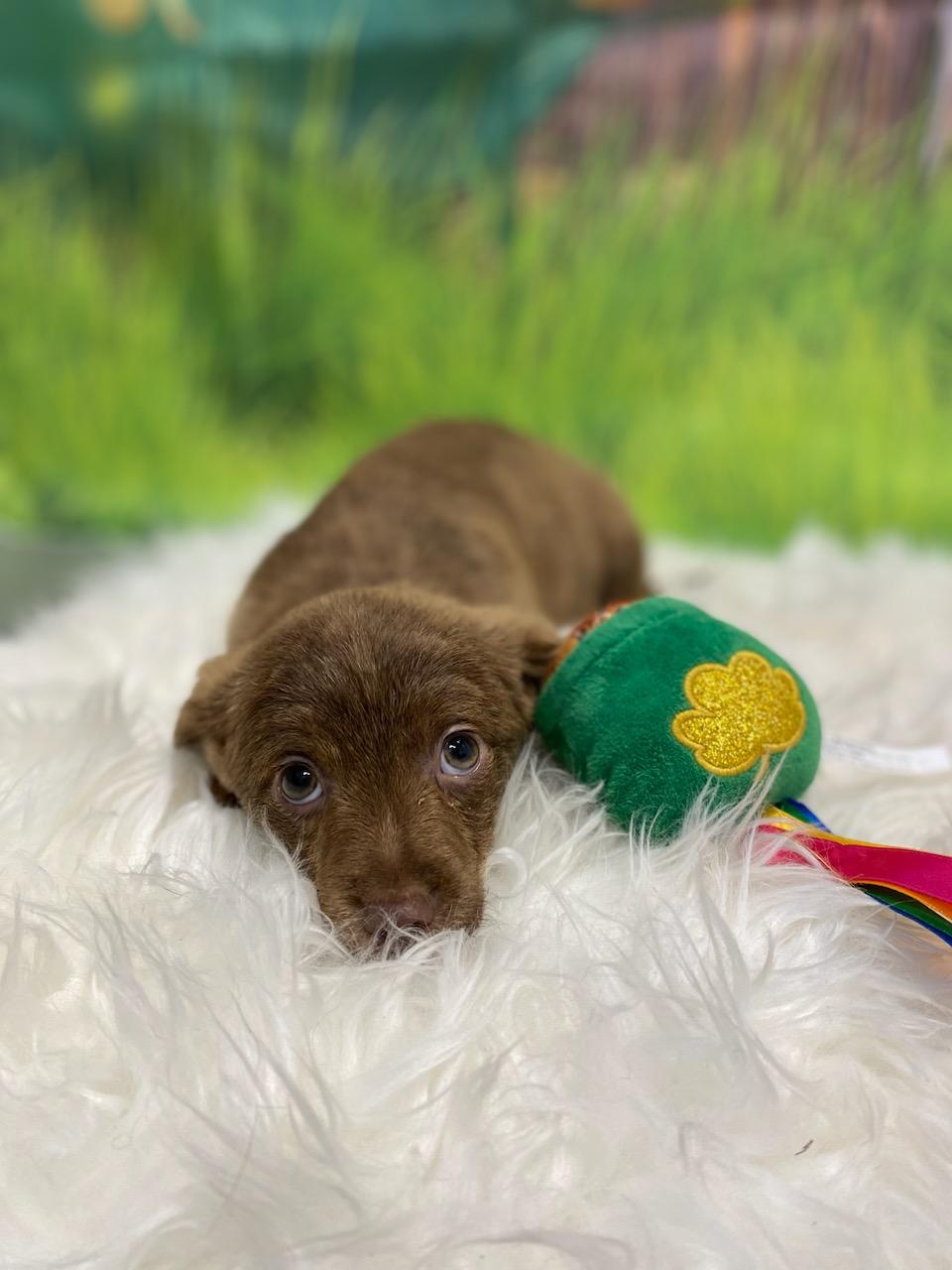 Enlarge Cupid, an adoptable mixed breed in Burgaw, NC image 2/2
