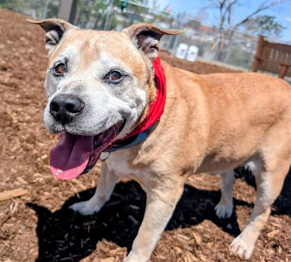 Enlarge BLANKENBURG, a Adoptable mixed breed in Denver, CO image 1/1