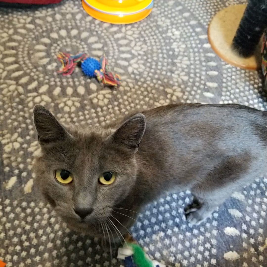 KC, Adopted, Adult Female Domestic Short Hair & Russian Blue.