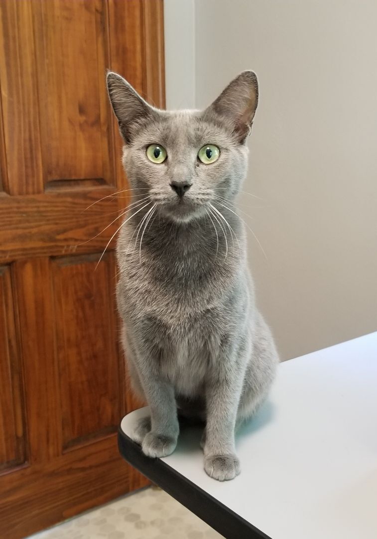 KC, a Adopted mixed breed in Big Lake, MN image 2/8