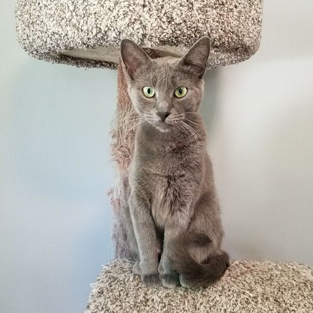 KC, a Adopted mixed breed in Big Lake, MN image 3/8