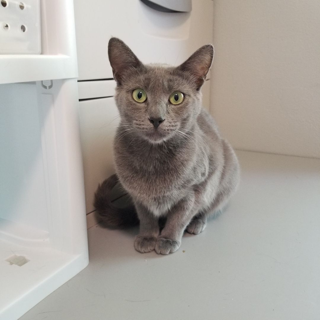 KC, a Adopted mixed breed in Big Lake, MN image 4/8