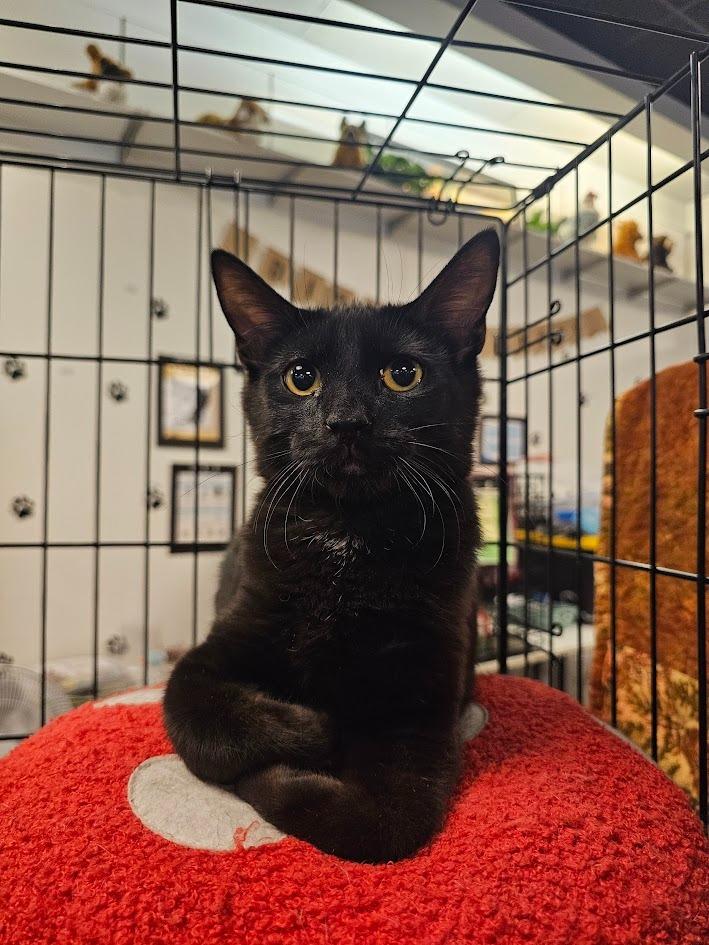 Drake, Adoptable, Kitten Male Domestic Short Hair.