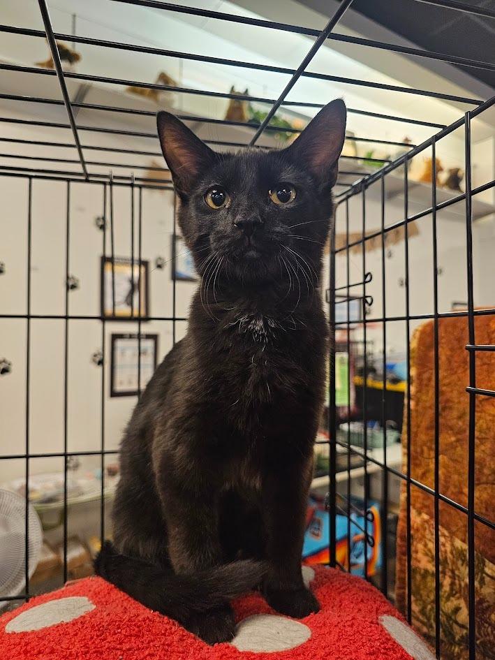 Drake, a Adoptable mixed breed in St. Cloud, MN image 2/2