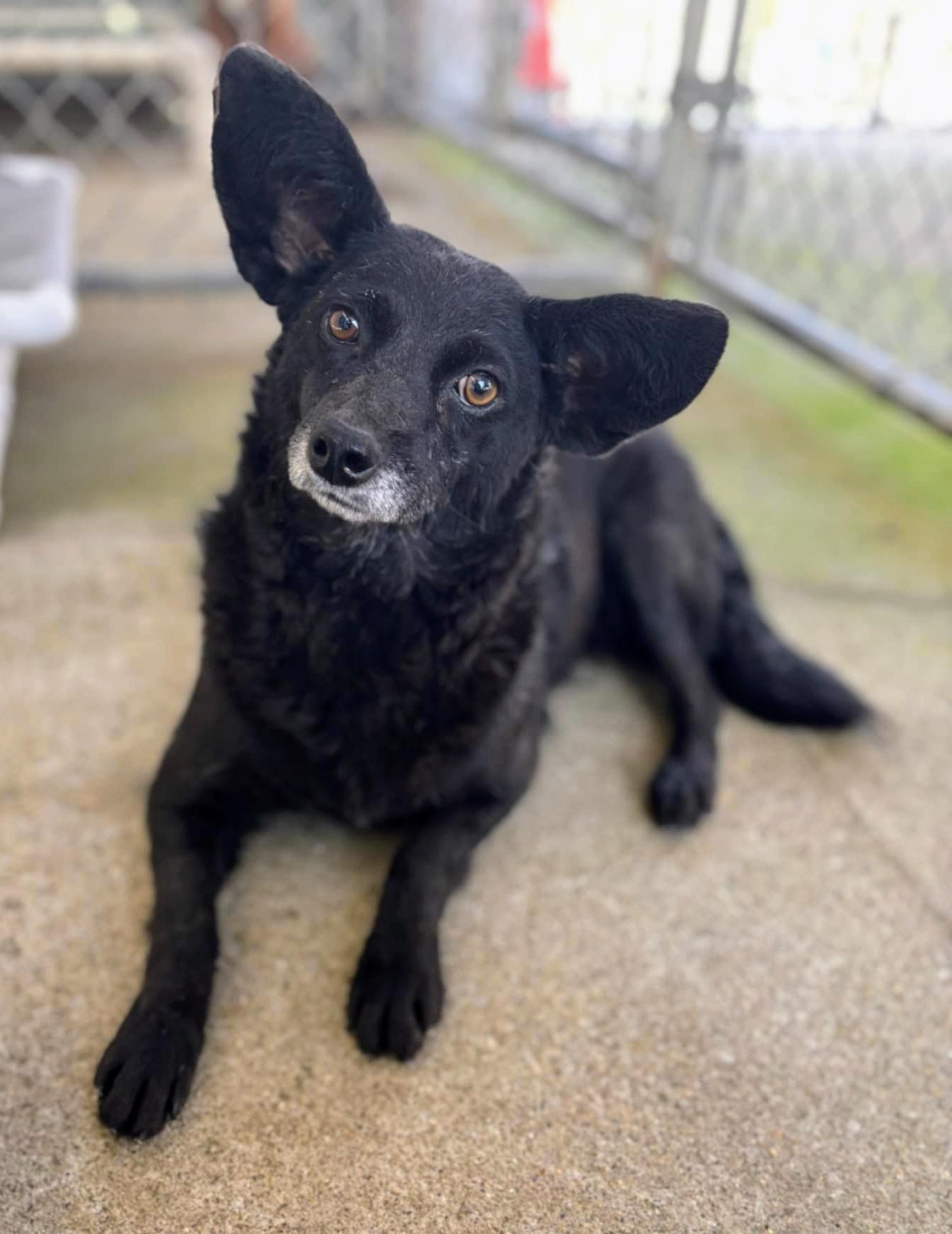Foxy, an adoptable Schipperke in Fishers, IN, 46037 | Photo Image 1