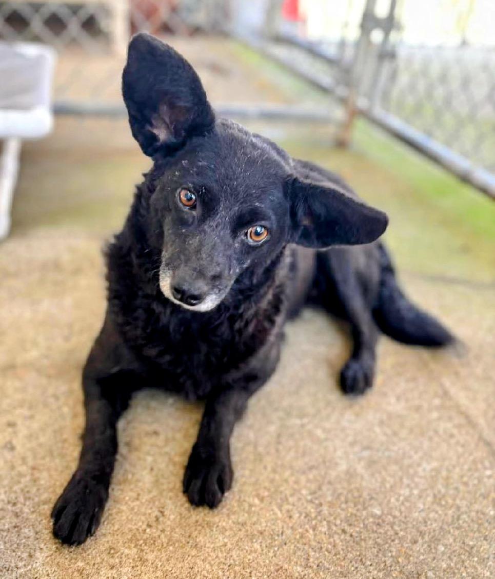 Foxy, an adoptable Schipperke in Fishers, IN, 46037 | Photo Image 2