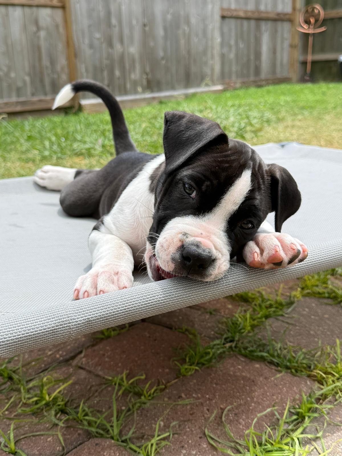 Enlarge Besos, a Adoptable Pit Bull Terrier in Yonkers, NY image 1/6