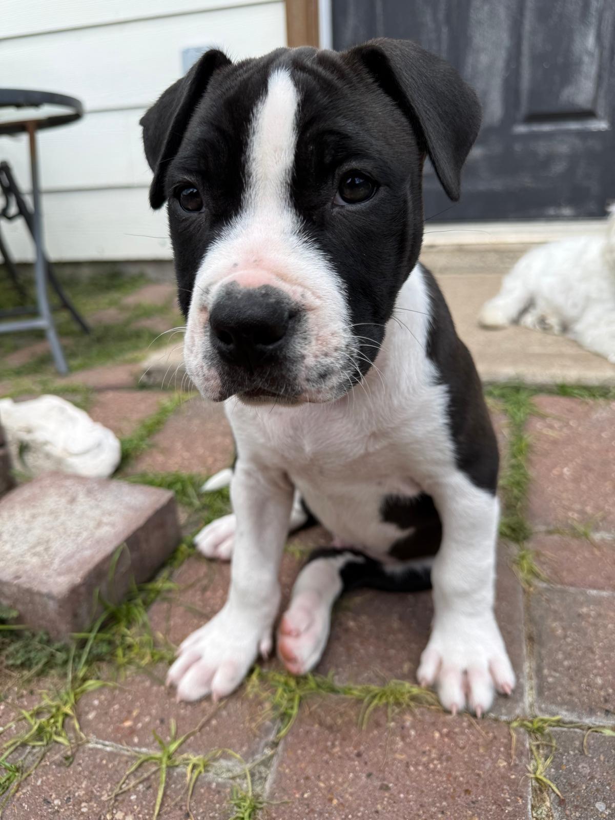 Enlarge Besos, a Adoptable Pit Bull Terrier in Yonkers, NY image 5/6