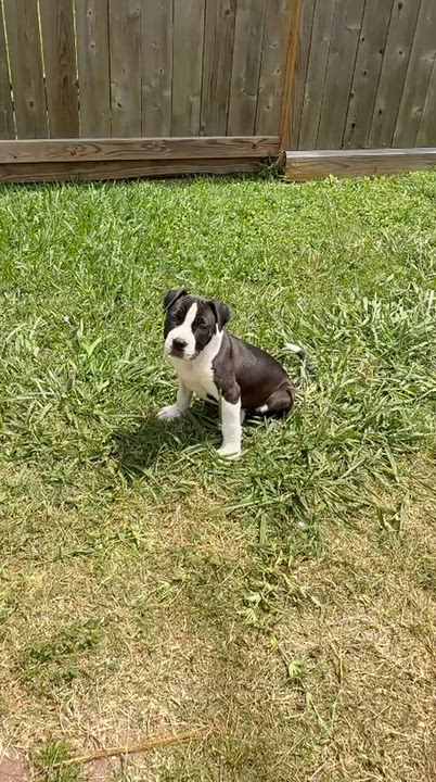 Enlarge Besos, a Adoptable Pit Bull Terrier in Yonkers, NY video 4/6