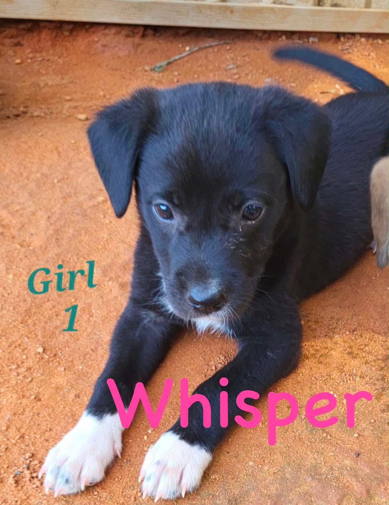 Enlarge W litter Whisper, a Adopted mixed breed in East Windsor , CT image 1/1