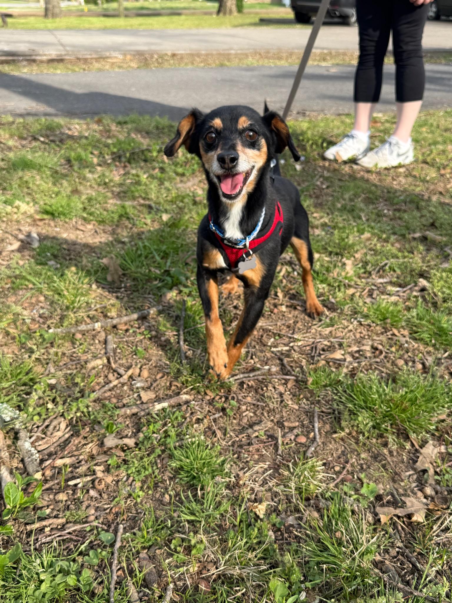 Ted, adopted, Adult Male Dachshund & Hound.