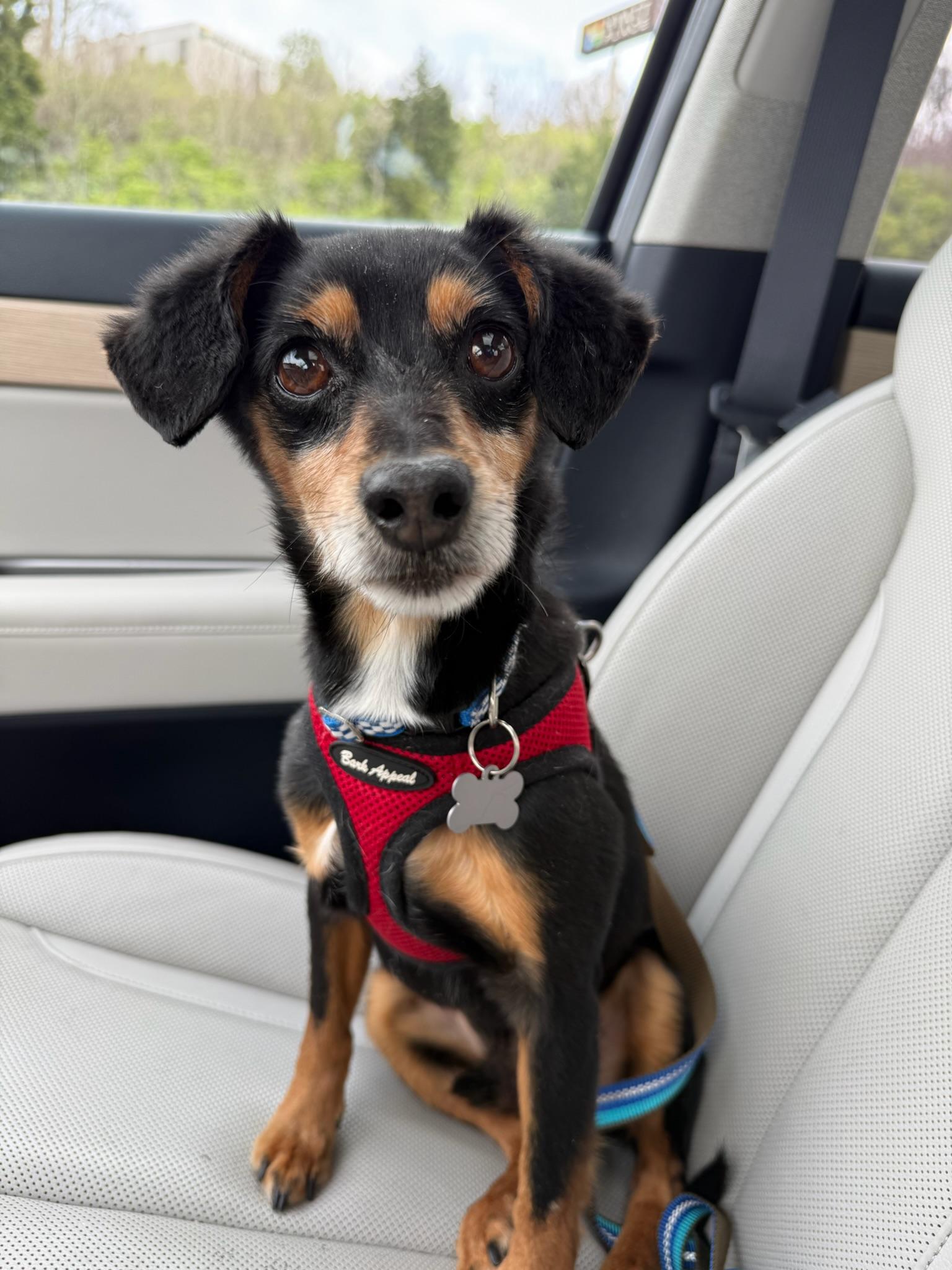 Ted, an adopted mixed breed in Nashville, TN image 3/3