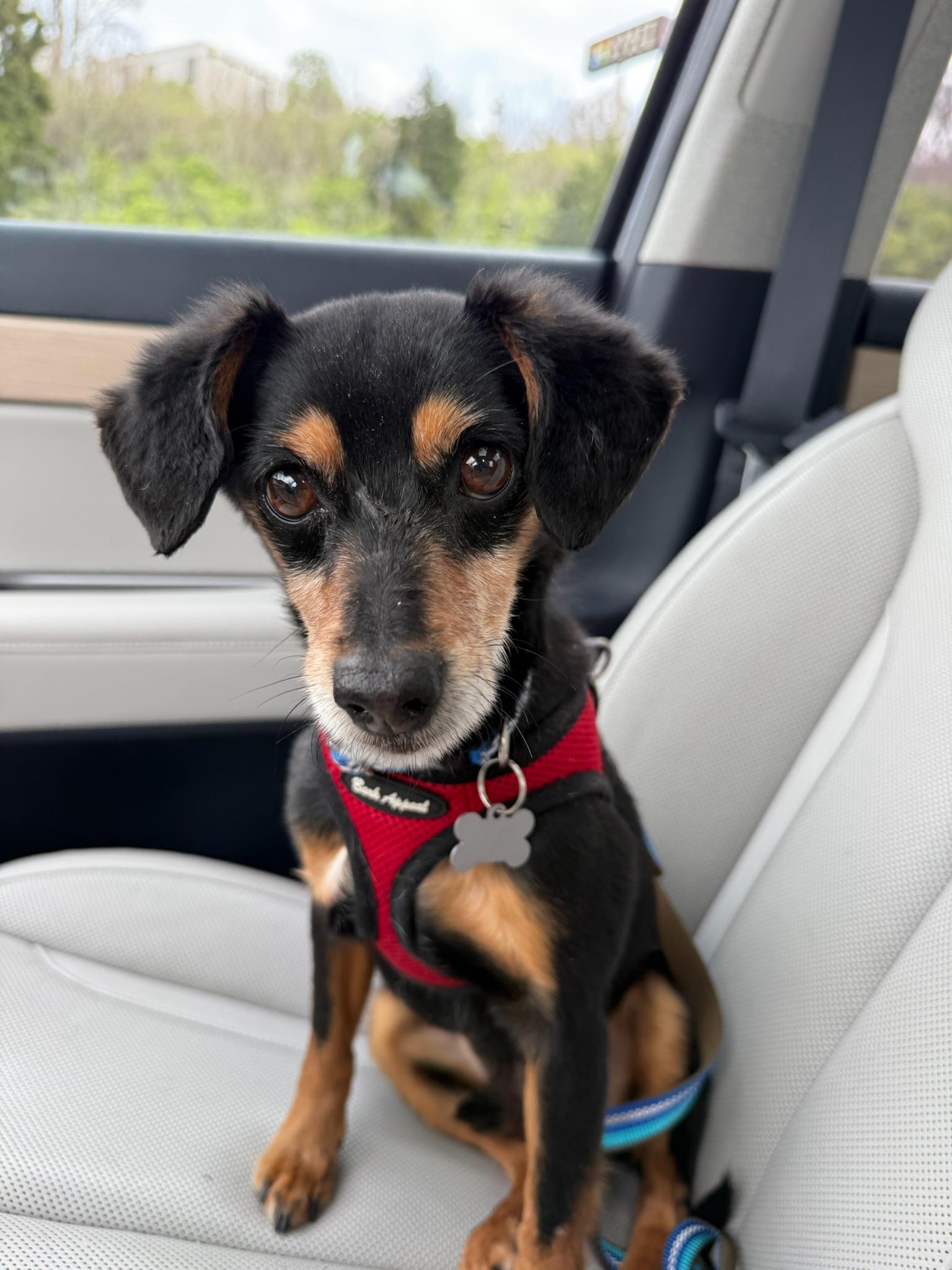 Ted, an adopted mixed breed in Nashville, TN image 2/3
