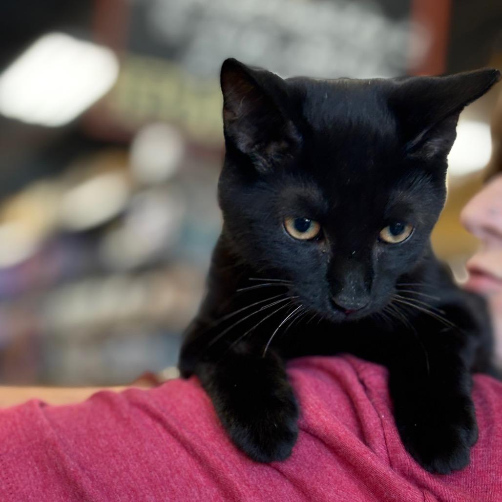 Enlarge Caribou, a Adoptable Domestic Short Hair in ATOKA, TN image 1/4