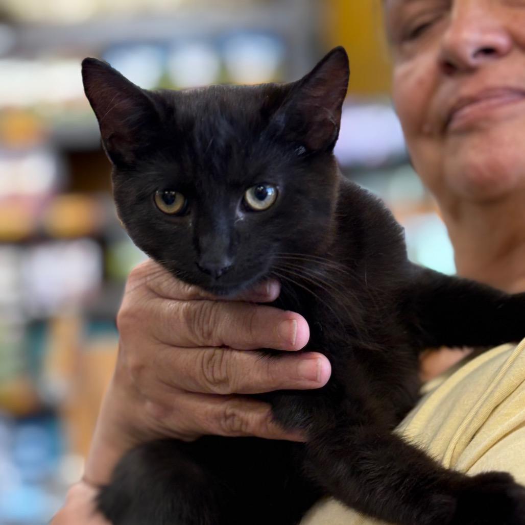 Enlarge Caribou, a Adoptable Domestic Short Hair in ATOKA, TN image 2/4