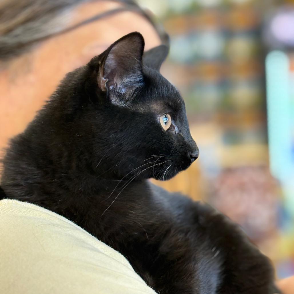 Enlarge Caribou, a Adoptable Domestic Short Hair in ATOKA, TN image 3/4