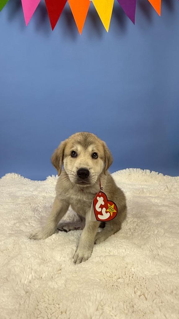 Claude Crab, Adoptable, Puppy Male Great Pyrenees & Anatolian Shepherd.
