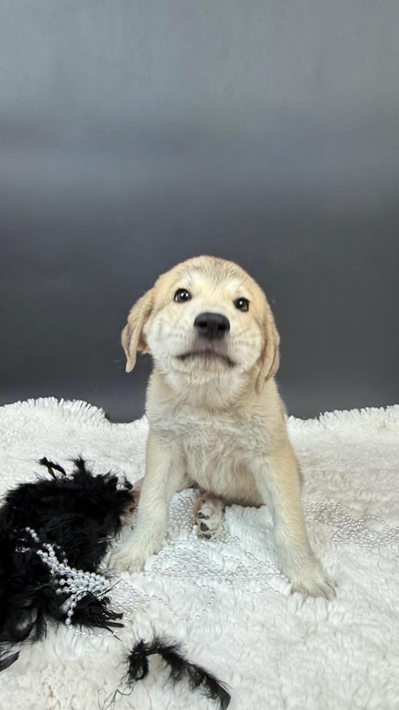 Enlarge Claude Crab, a Adoptable mixed breed in Phoenix, AZ image 2/6