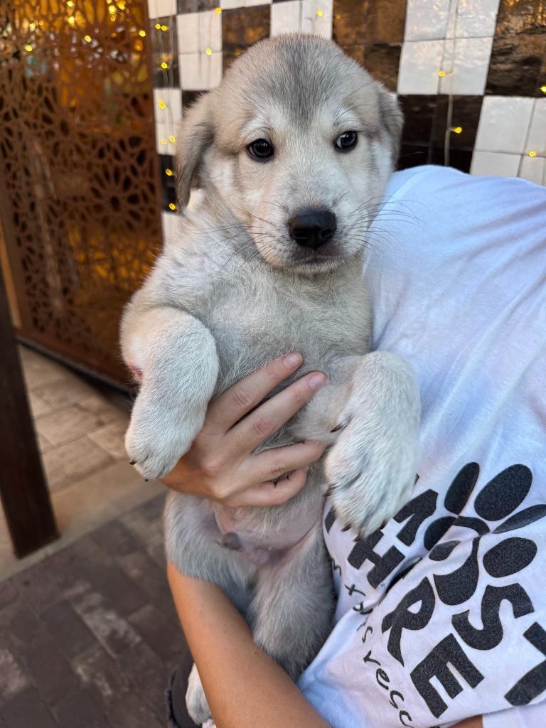 Enlarge Claude Crab, a Adoptable mixed breed in Phoenix, AZ image 3/6