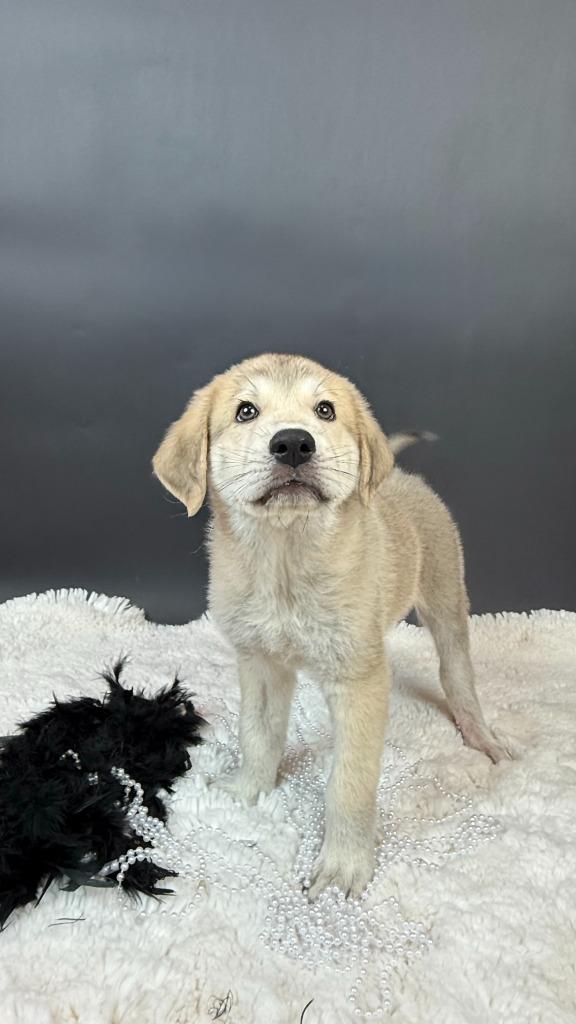 Enlarge Claude Crab, a Adoptable mixed breed in Phoenix, AZ image 4/6