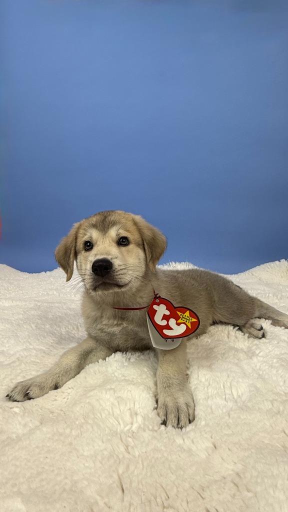 Enlarge Claude Crab, a Adoptable mixed breed in Phoenix, AZ image 5/6