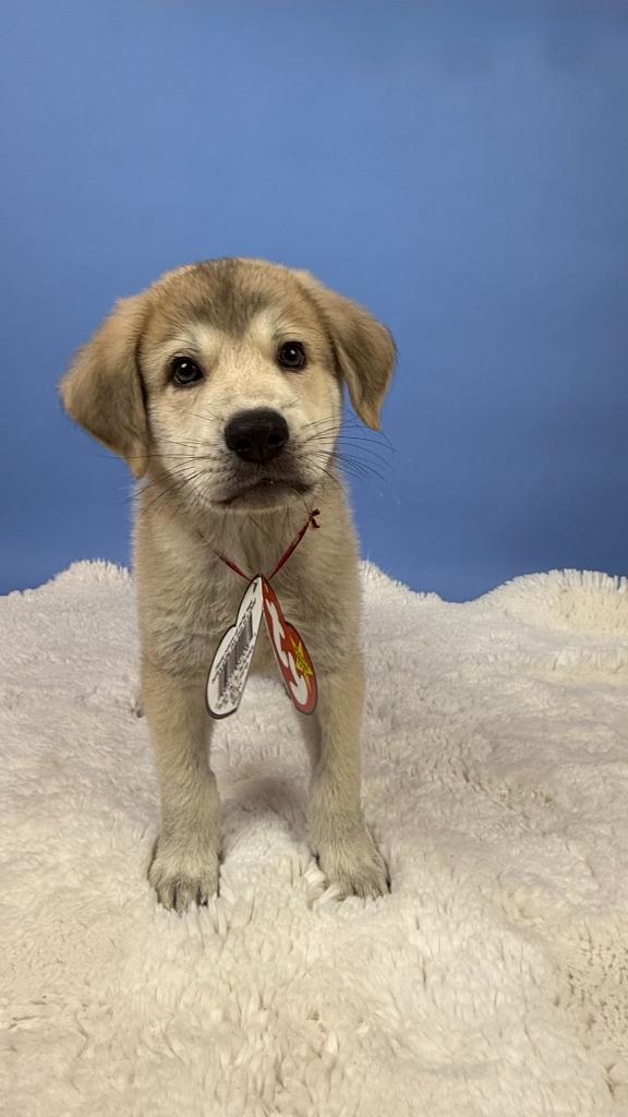 Enlarge Claude Crab, a Adoptable mixed breed in Phoenix, AZ image 6/6