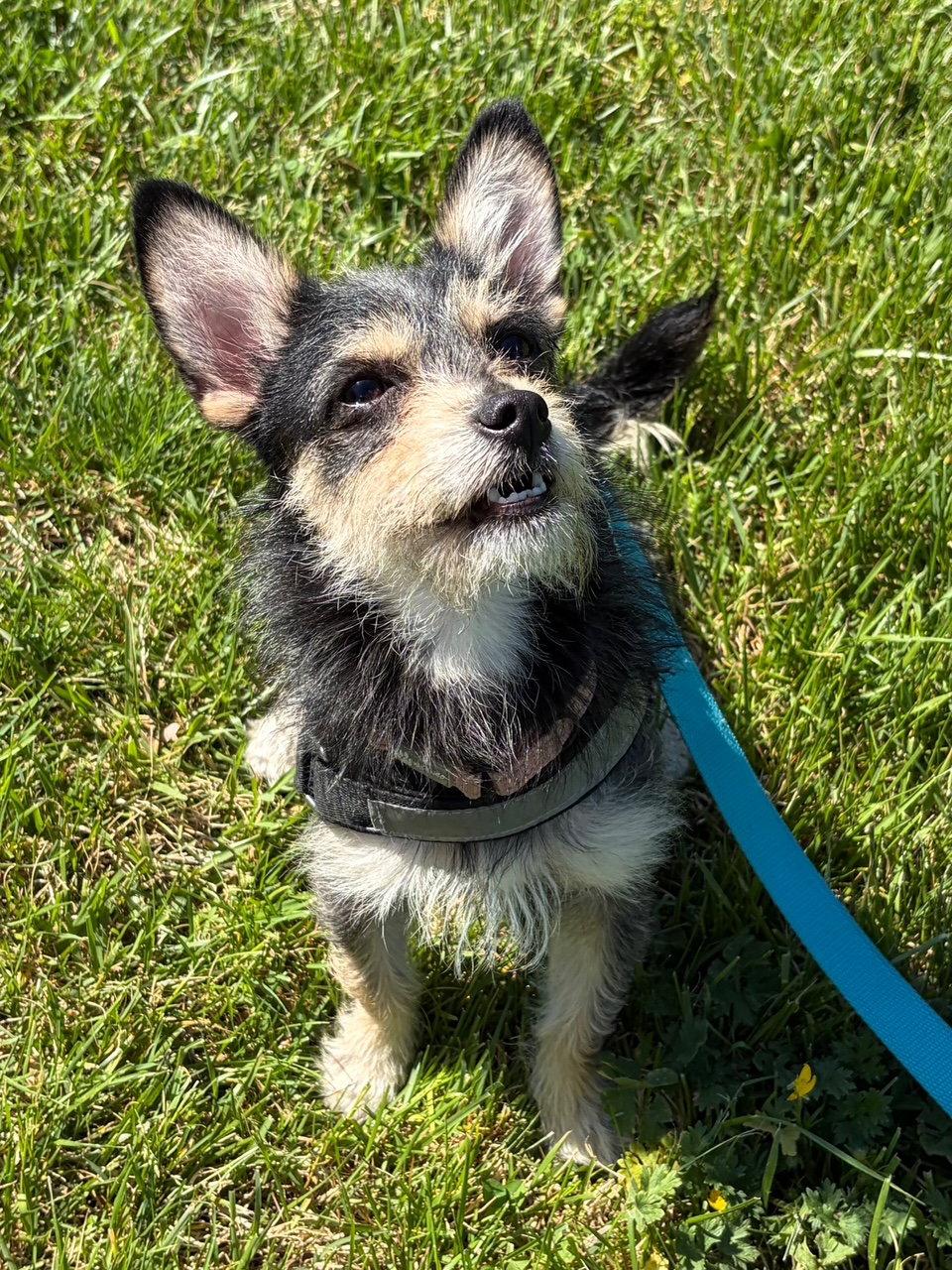 Prince Louie, Adoptable, Young Male Yorkshire Terrier & Chihuahua.