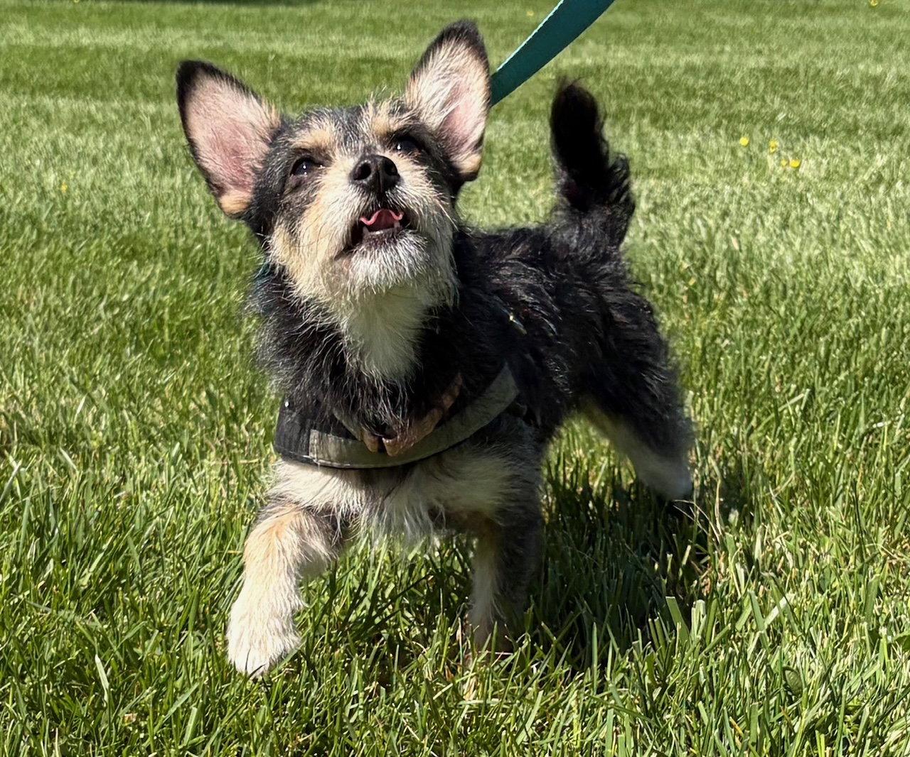 Enlarge Prince Louie, a Adoptable mixed breed in Columbia, MD image 2/3