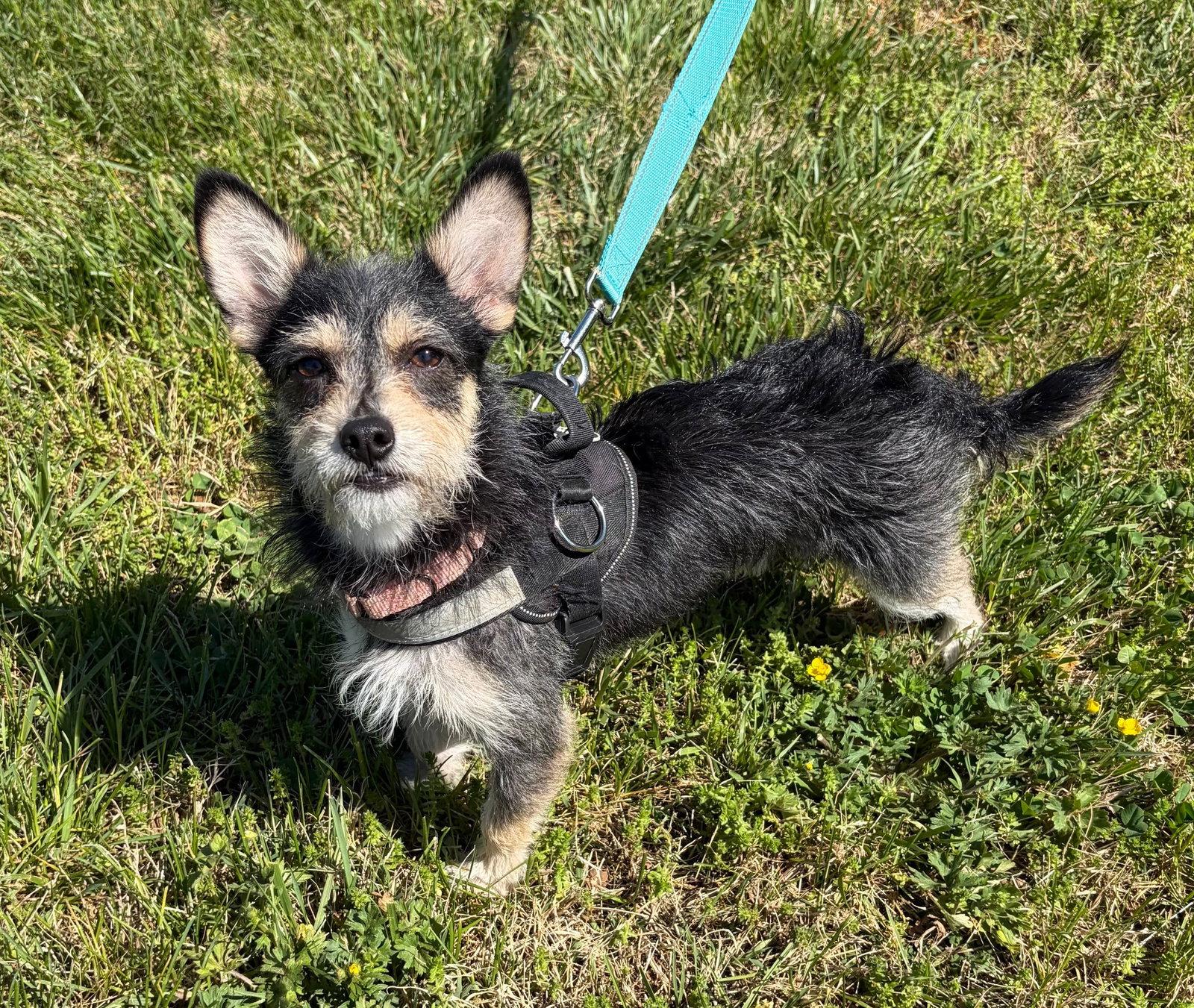 Enlarge Prince Louie, a Adoptable mixed breed in Columbia, MD image 3/3