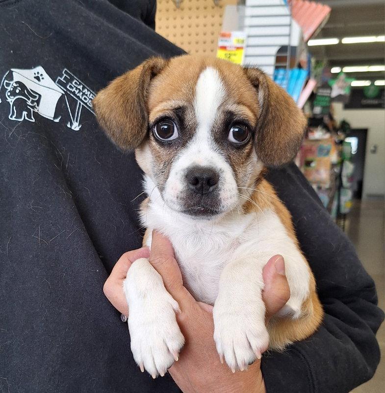 Niko, Adoptable, Puppy Male Pekingese & Chihuahua.
