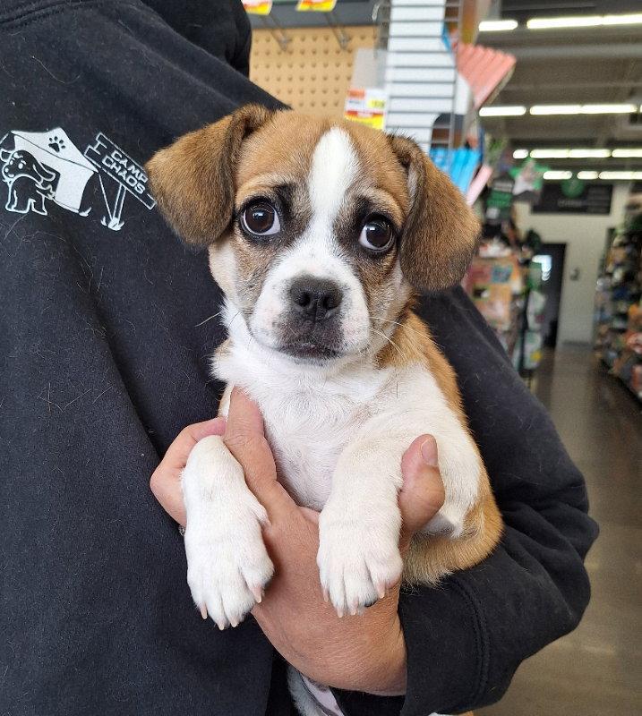 Enlarge Niko, a Adoptable mixed breed in House Springs, MO image 2/2