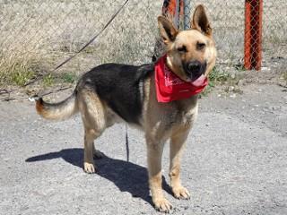 Tin Tin, a ADOPTABLE German Shepherd Dog in Anaconda, MT image 4/6