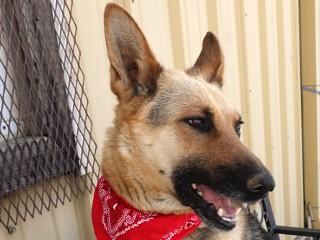 Tin Tin, a ADOPTABLE German Shepherd Dog in Anaconda, MT image 3/6