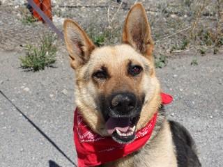 Tin Tin, a ADOPTABLE German Shepherd Dog in Anaconda, MT image 1/6