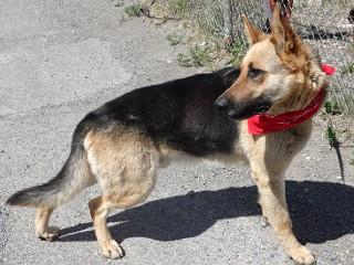 Tin Tin, a ADOPTABLE German Shepherd Dog in Anaconda, MT image 6/6