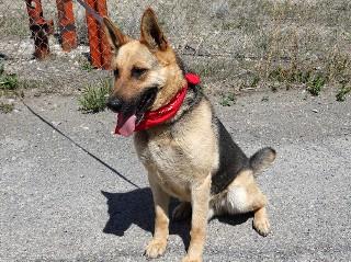 Tin Tin, a ADOPTABLE German Shepherd Dog in Anaconda, MT image 5/6