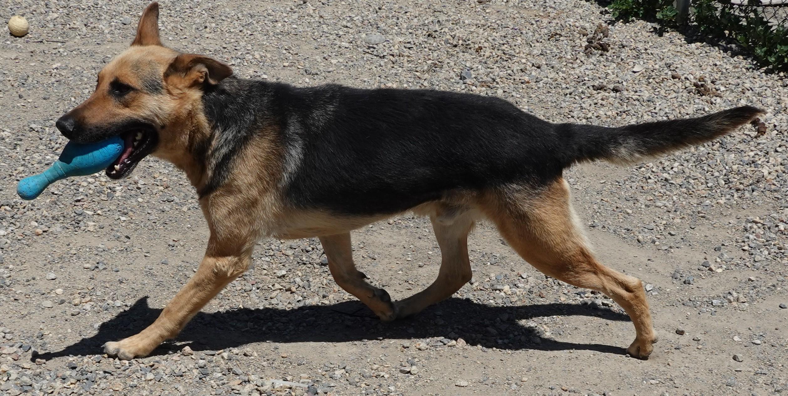 Tin Tin, a ADOPTABLE German Shepherd Dog in Anaconda, MT image 2/6