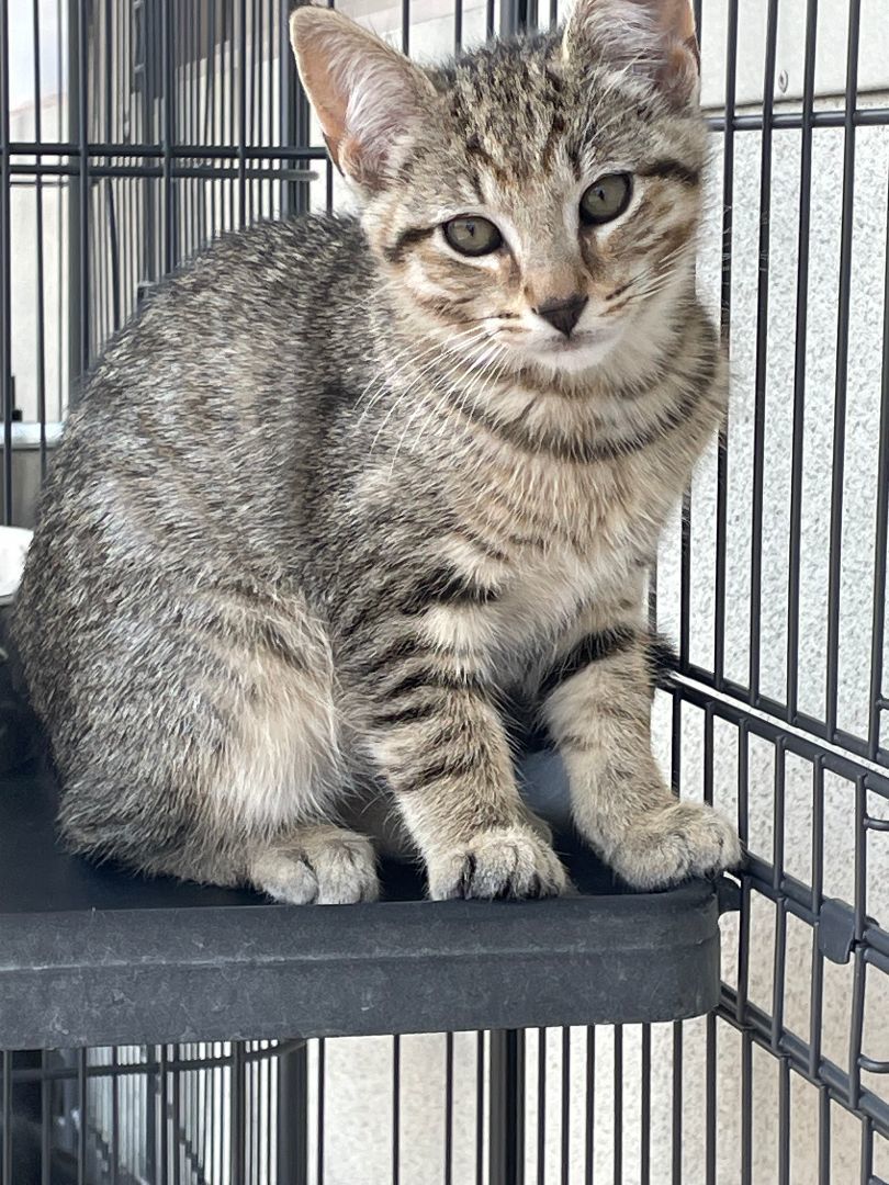 Lemon, Adopted, Kitten Male Tabby.
