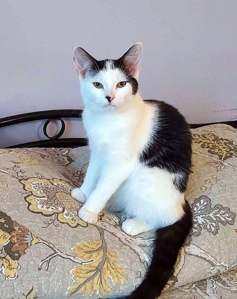 Aude, ADOPTABLE, Young Female Domestic Short Hair.