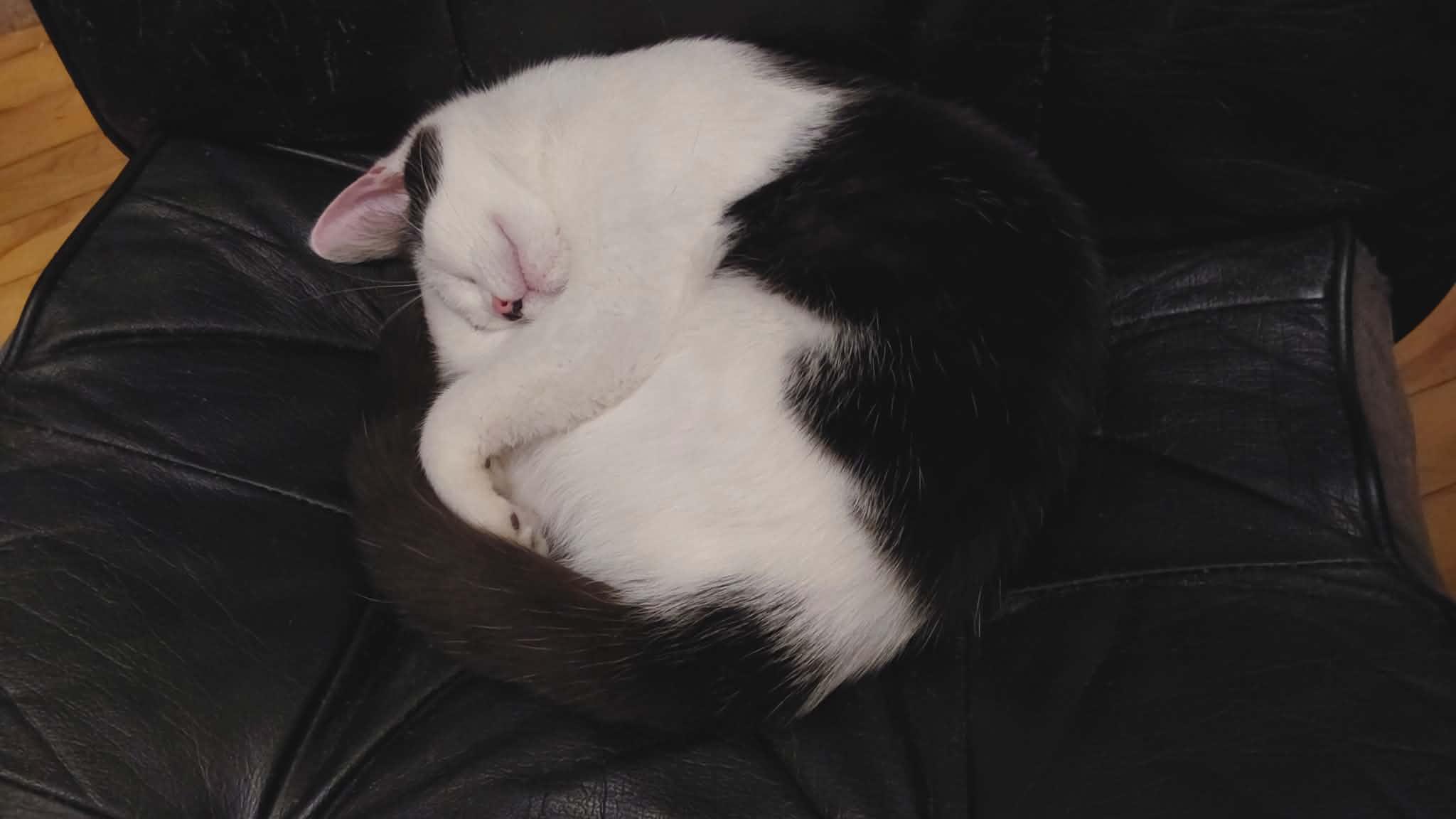 Enlarge Aude, a ADOPTABLE Domestic Short Hair in Verdun, QC image 2/2